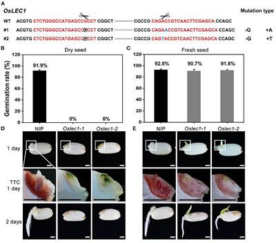 Rice LEAFY COTYLEDON1 Hinders Embryo Greening During the Seed Development